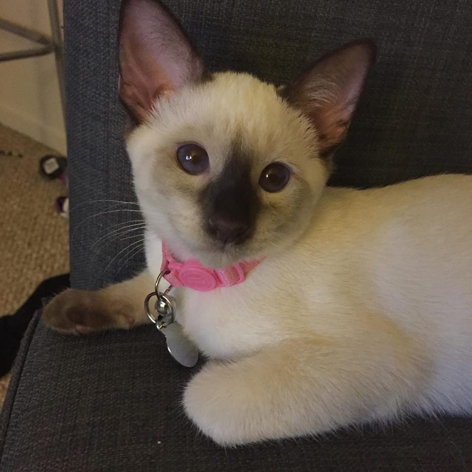 Tresor Cats - 21 Photos - Pet Breeders - Citrus Heights, CA ... Tresor Cats - 21 Photos - Pet Breeders - Citrus Heights, CA ...