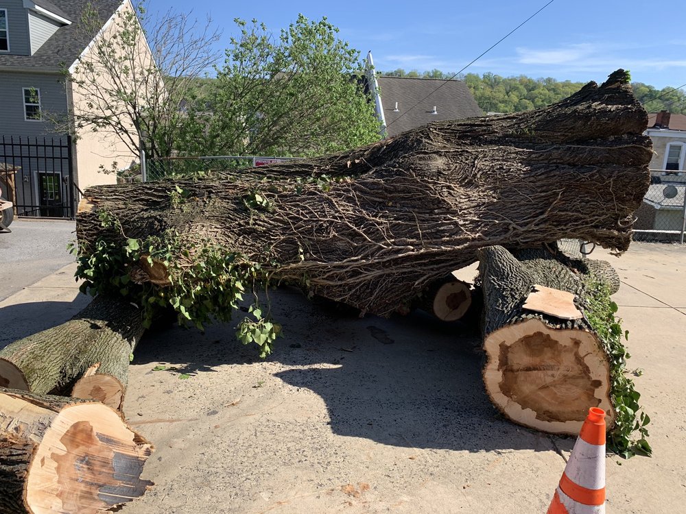 Corbo Tree & Landscaping Service