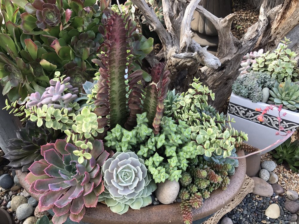 Photos For Green Thumb Nursery Canoga Park Yelp Photo Of Green Thumb Nursery Canoga Park Ca United States
