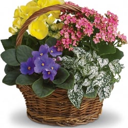 Debonis The Florist 18 Photos Florists 900 Main St Photo Of Debonis The Florist Fitchburg Ma United States