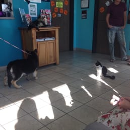 spay neuter project la spay neuter project la
