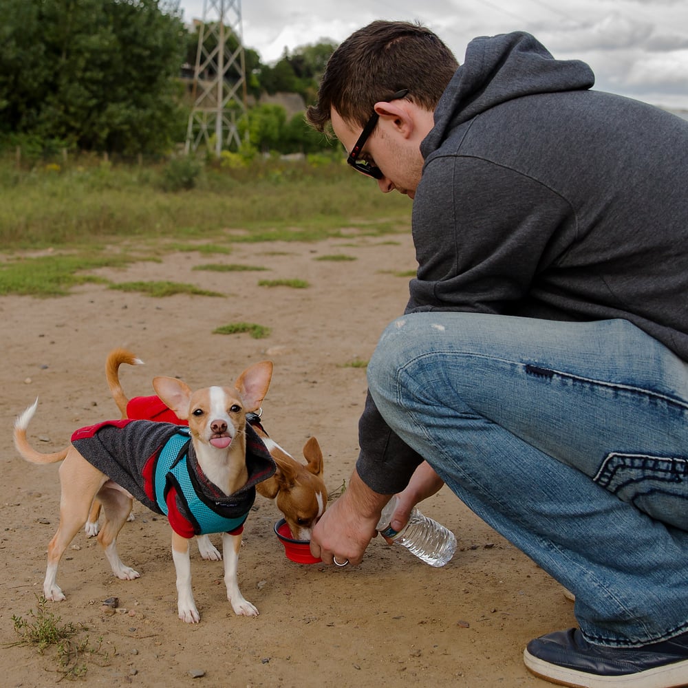 High Bridge Dog Park 16 Photos & 23 Reviews Dog Parks 59 Randolph