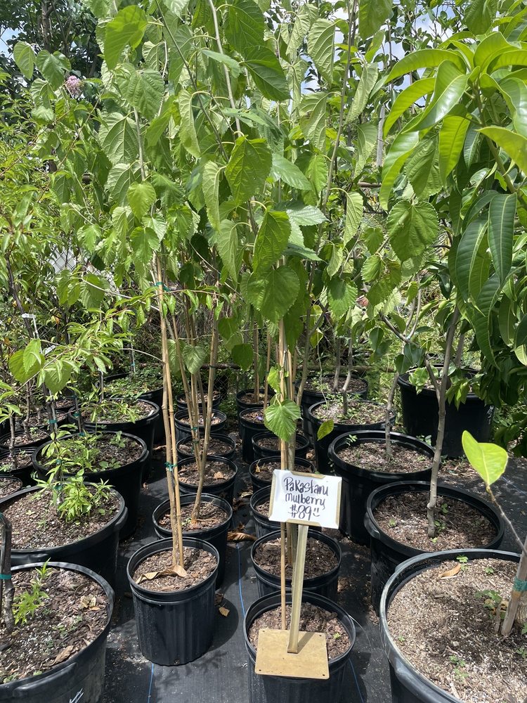 Jene's Tropical Fruit Trees