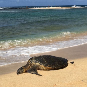 Poipu Beach 675 Photos 307 Reviews Beaches 1959 2177 Hoone Poipu Beach 675 Photos 307 Reviews Beaches 1959 2177 Hoone Rd Koloa Hi Phone Number Last Updated December 18 2018 Yelp