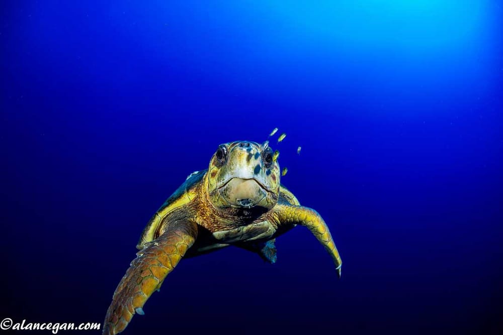 Jupiter Dive Center 29 Photos & 14 Reviews Scuba Diving 1001 N