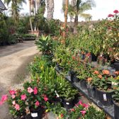 Seaside Growers Nursery 48 Photos 21 Reviews Nurseries Photo Of Seaside Growers Nursery San Juan Capistrano Ca United States