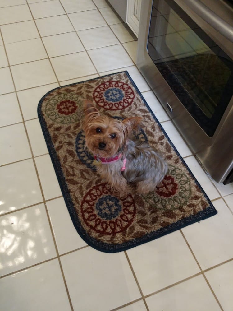 Boynton Beach Animal Hospital Boynton Beach Fl Boynton Beach Animal Hospital Boynton Beach Fl