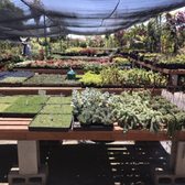 Aki Nursery 188 Photos 61 Reviews Nurseries Gardening 6900 Photo Of Aki Nursery Irvine Ca United States