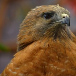 wild birds unlimited 14 reviews pet stores 2624 el wild birds unlimited 14 reviews pet stores 2624 el