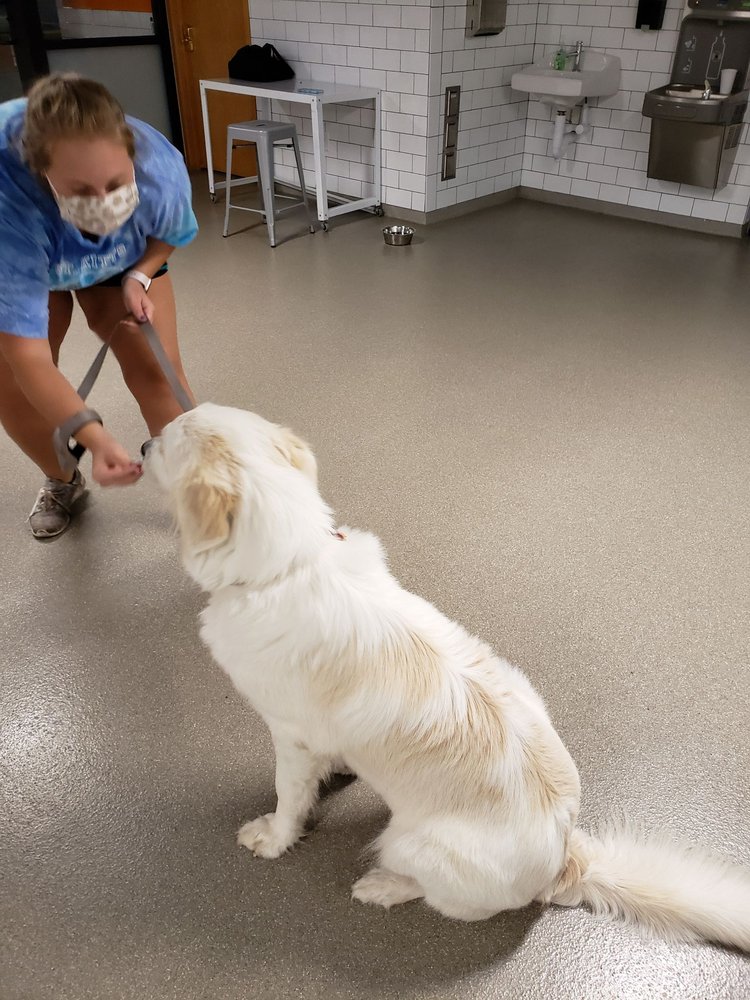 Wag Central