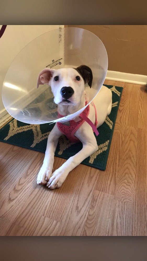 Pet Alliance of Greater Orlando Sanford 48 Reviews Veterinarians