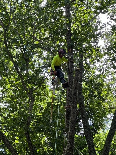 J & I Tree Service