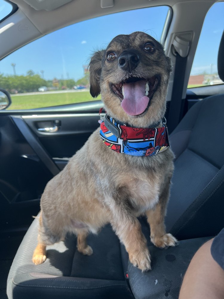 Cheryls Best Friends Pet Grooming