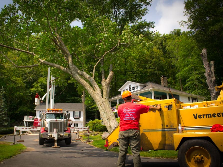 Mr. Z's Tree Service