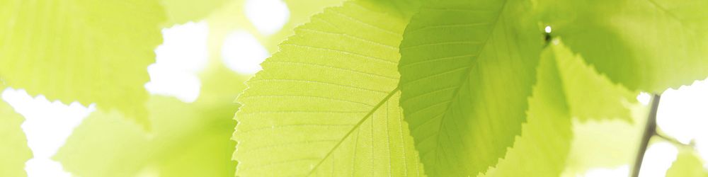 Davis Tree Service