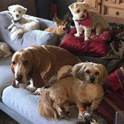 Yi Days Pet Sitting 41 Photos 31 Reviews Photo Of Yi Days Pet Sitting Los Angeles Ca United States Don
