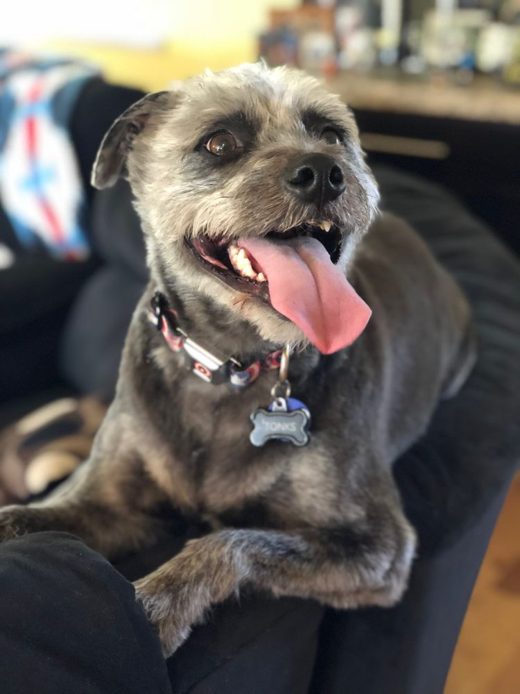 All Fur Pooch