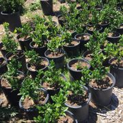 Nature S Best Nursery 27 Photos 17 Reviews Nurseries Photo Of Nature S Best Nursery Camarillo Ca United States