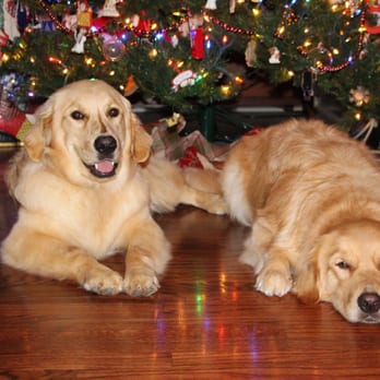 golden retriever puppies bakersfield ca lavonne h s reviews bakersfield yelp golden retriever puppies bakersfield ca lavonne h s reviews bakersfield yelp
