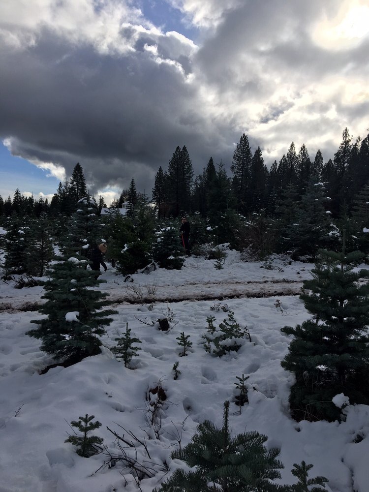 Snowy Peaks Tree Farm 14 Photos Farms 30100 Foresthill Rd, Foresthill, CA Phone Number