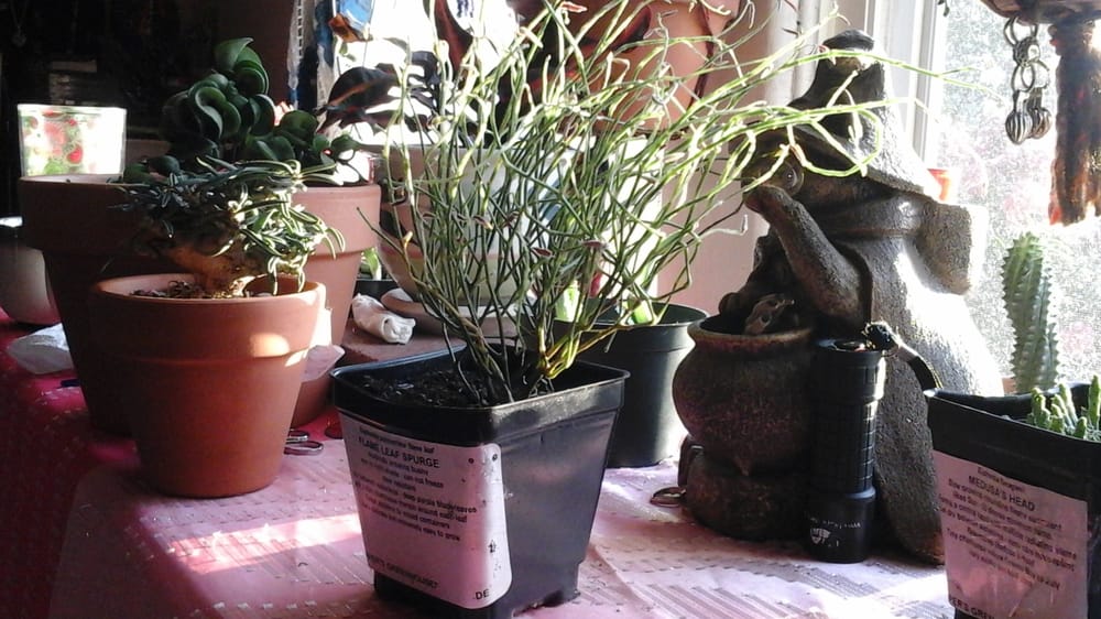 Pepper Greenhouses 12 Reviews Nurseries & Gardening 13034 Cedar