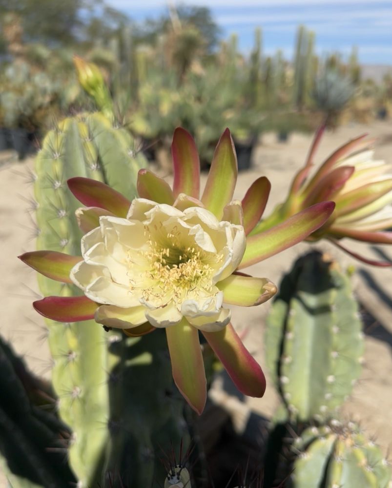 Mariscal Cactus & Succulents