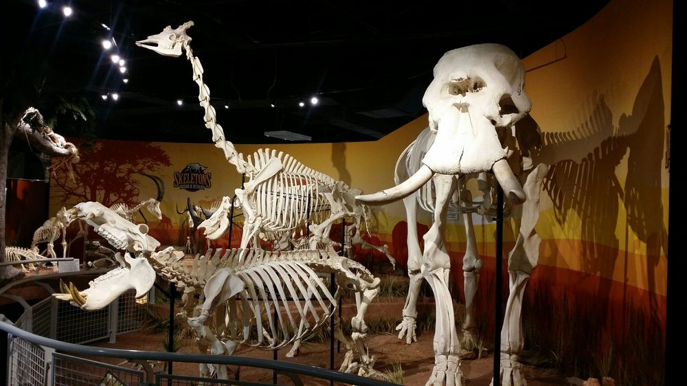 Skeletons Museum of Osteology 222 Photos & 60 Reviews Museums