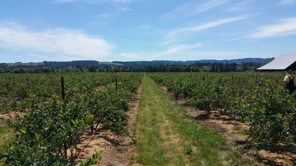 Hoffman Farm Store 31 Photos & 15 Reviews Fruits & Veggies Beaverton, OR Phone Number Yelp