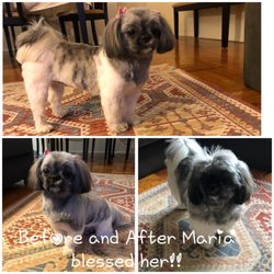 dog groomer in the bronx dog groomer in the bronx