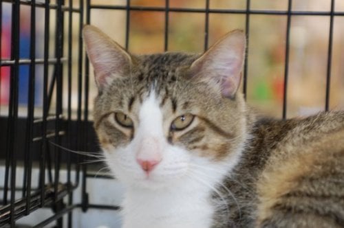 Homeless Pets Foundation - Animal Shelters - 1343 Gresham Rd, Marietta