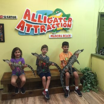The Alligator Attraction 114 Photos 48 Reviews Zoos 12973 Photo Of The Alligator Attraction Madeira Beach Fl United States