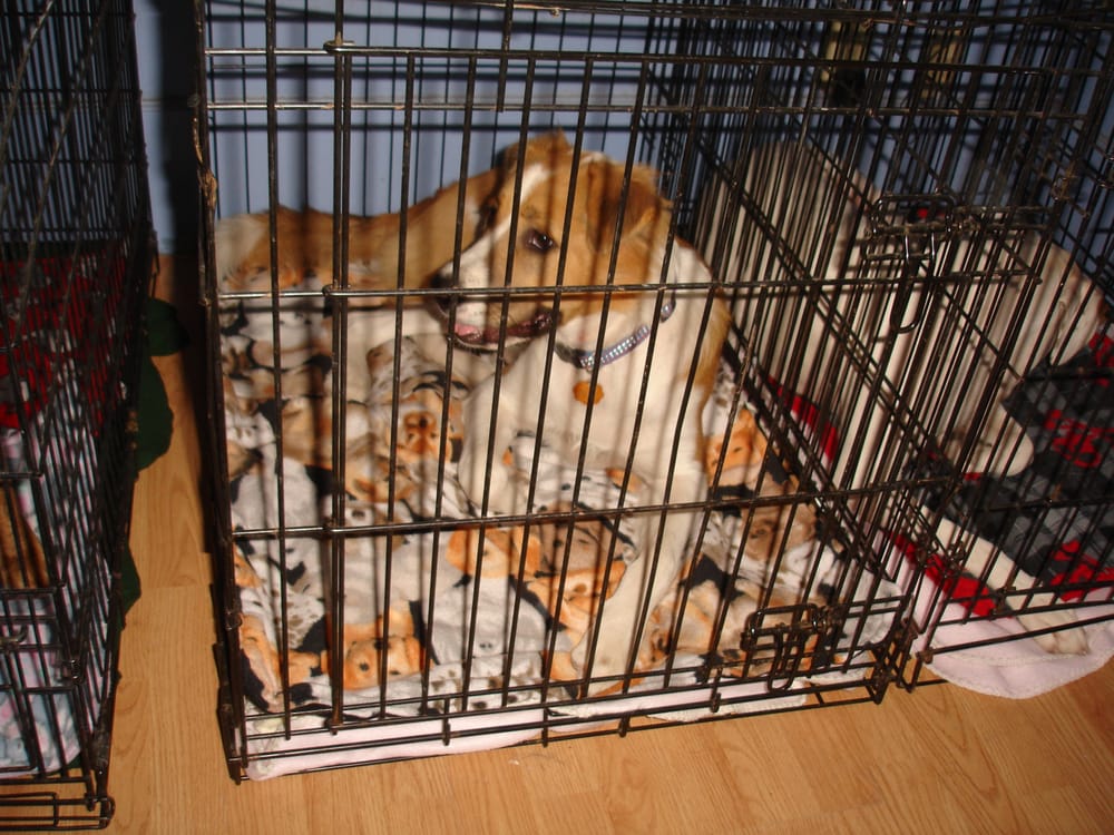 Green Dog Kennels 20 Photos & 21 Reviews Pet Sitting 610 E