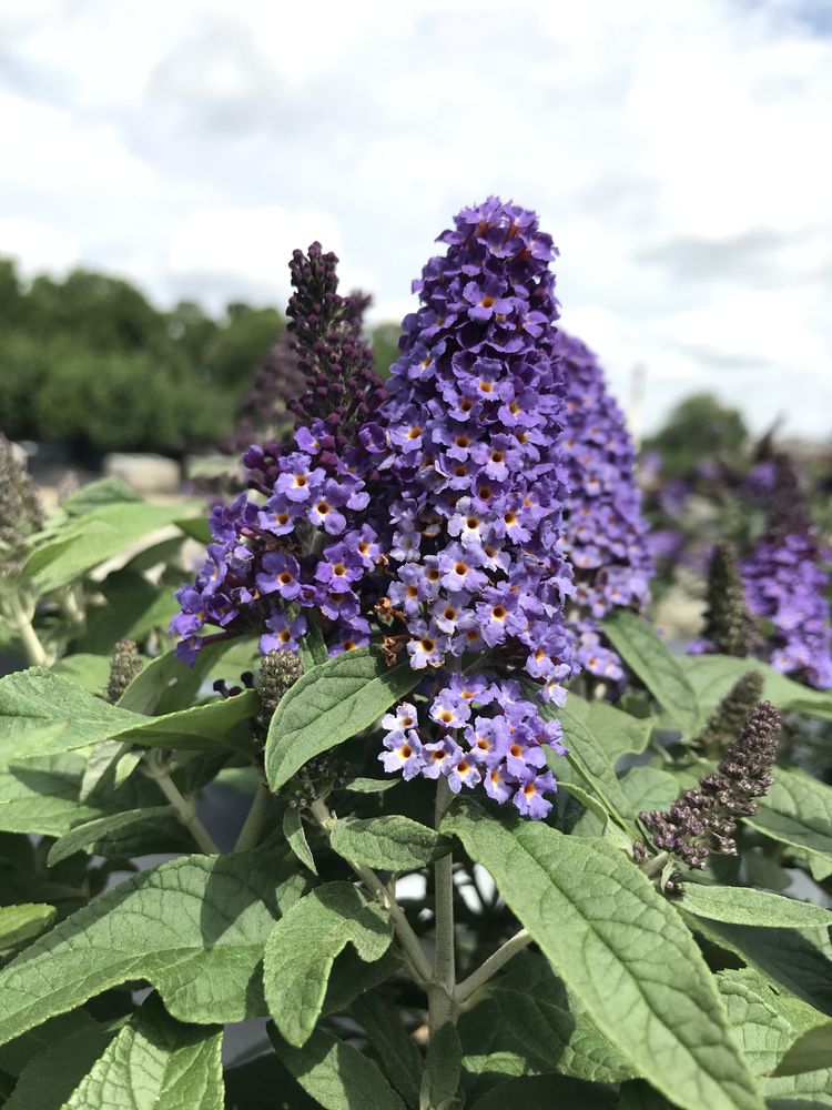 Latham's Nursery Inc.