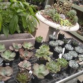 Sky Nursery 182 Photos 125 Reviews Nurseries Gardening Photo Of Sky Nursery Sline Wa United States