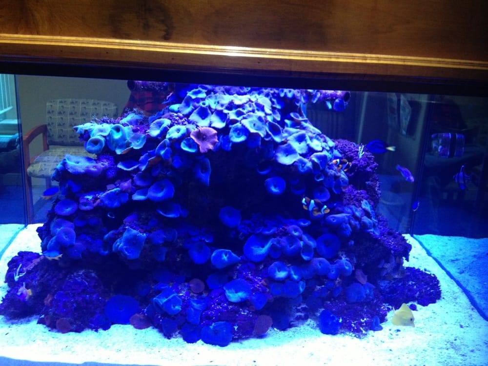 image of business Lane Matthew P DDS