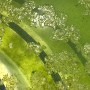 No Green Pools Company 12 Photos Swimming Duarte Ca We Photo Of No Green Pools Company Duarte Ca United States