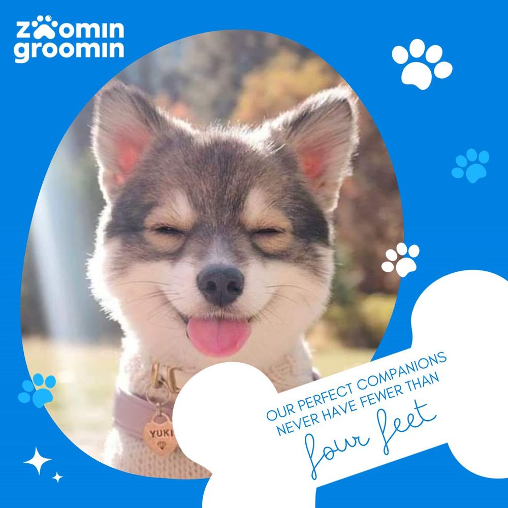 Zoomin Groomin - Mooresville