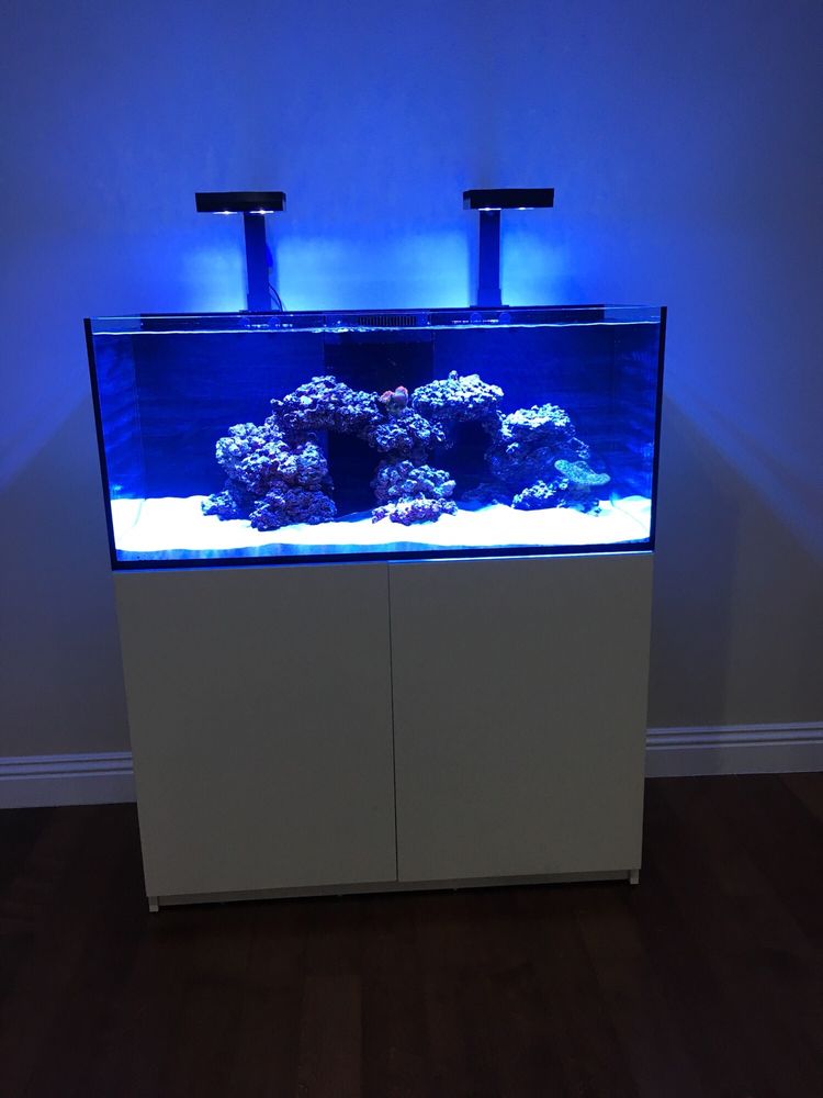 reef lounge usa 258