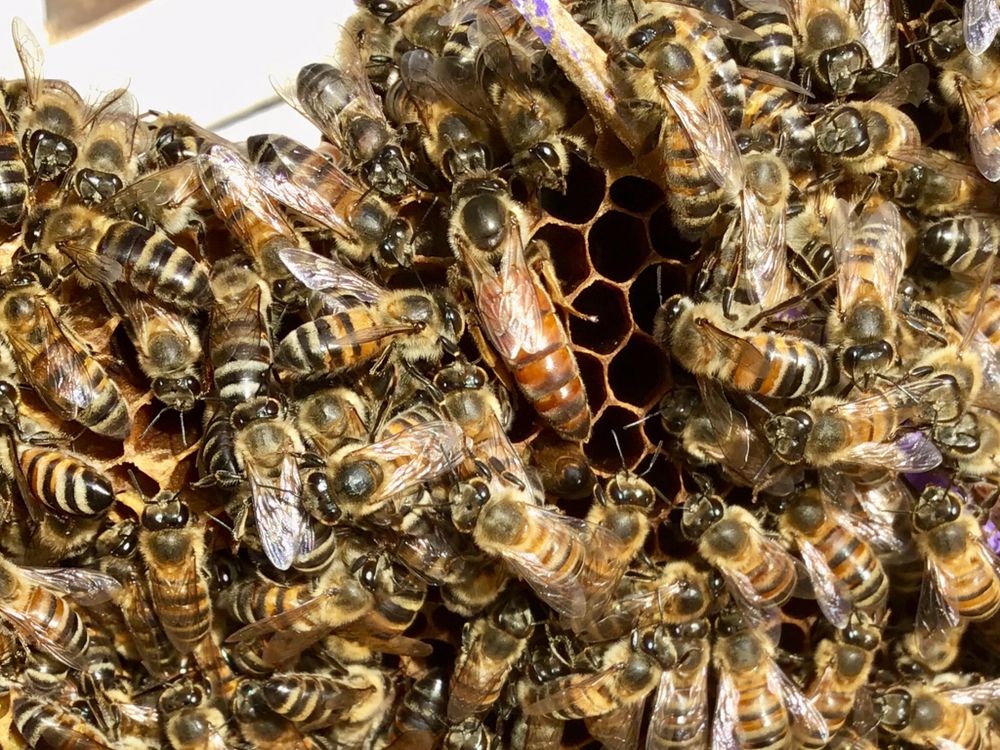 Moss Creek Honey & Bee Removal