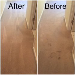 Elevation Restoration 42 Photos Carpet Cleaning 3869 Sweeten Photo Of Elevation Restoration Arden Nc United States Dogs Are A