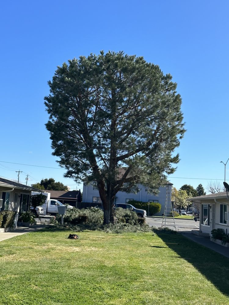 Rudy’s Tree Service