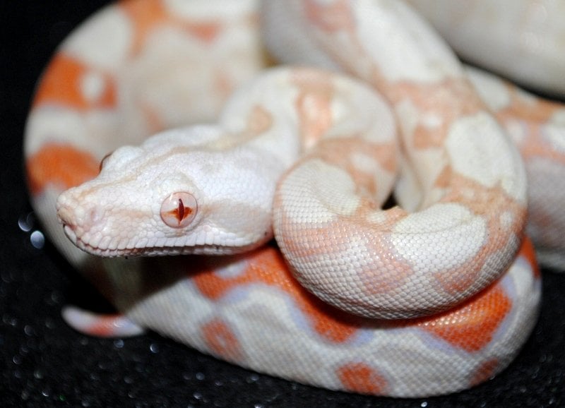 Underground Reptiles Deerfield Beach Fl Underground Reptiles Deerfield Beach Fl