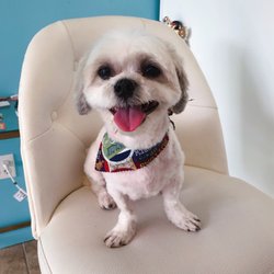 dog gone good grooming