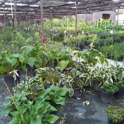 Taylor S Nursery Nurseries Gardening 3705 New Bern Ave Photo Of Taylor S Nursery Raleigh Nc United States 70 Acres Locally