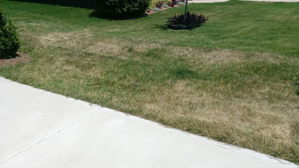 Think Green Lawn Service Pest Control 239A Castleberry