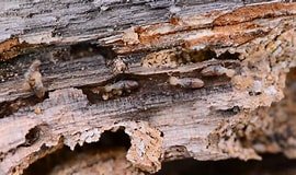 High Desert Termite Co