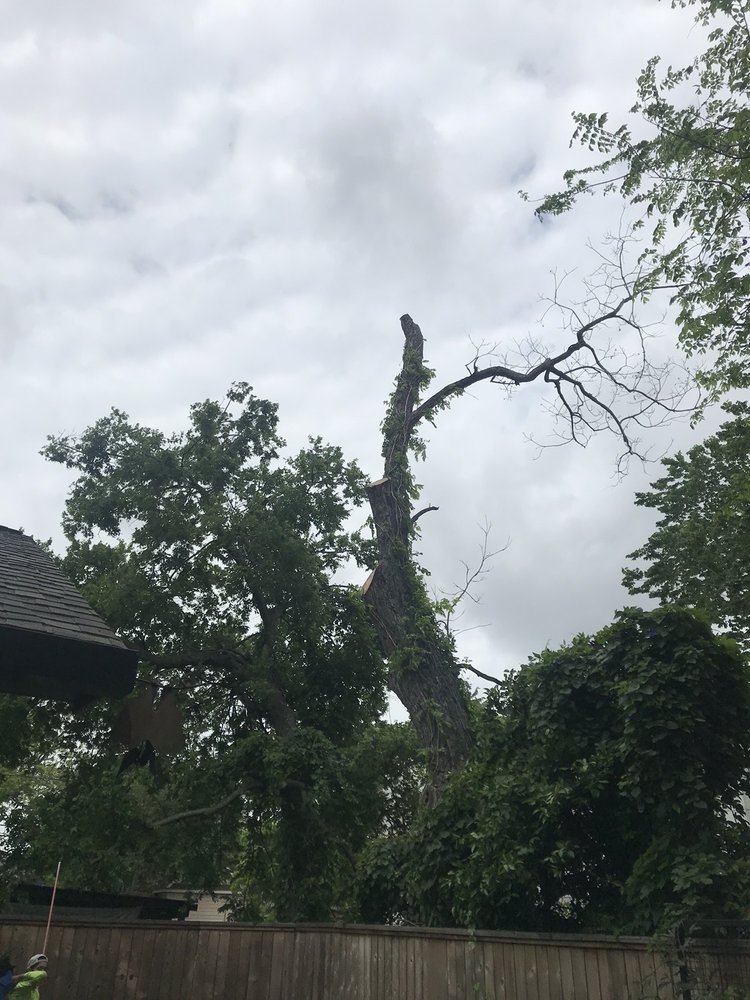 Valerio's Tree Service and More