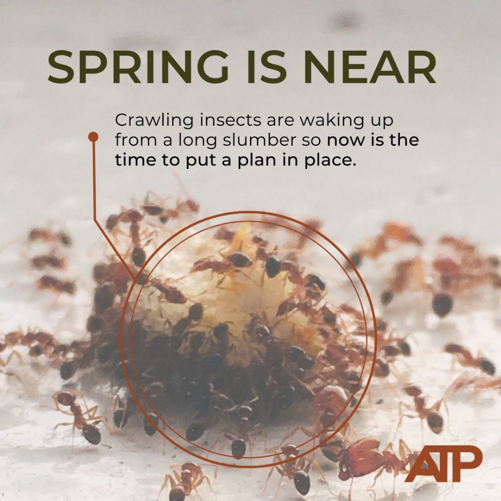 All The Pest Solutions