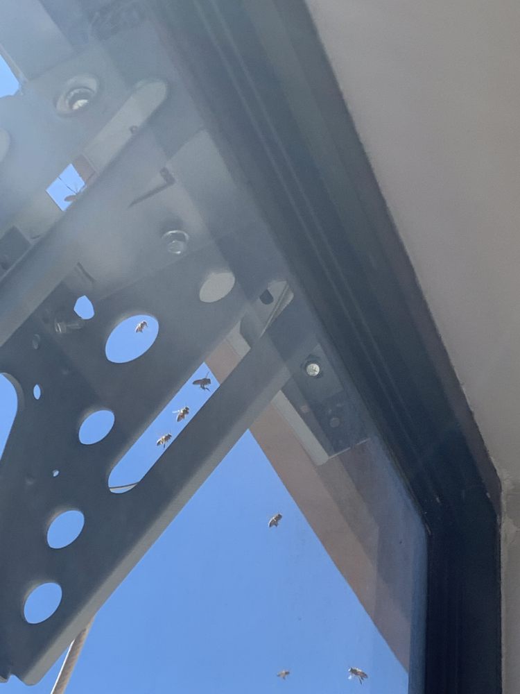 Bee Removal Specialist