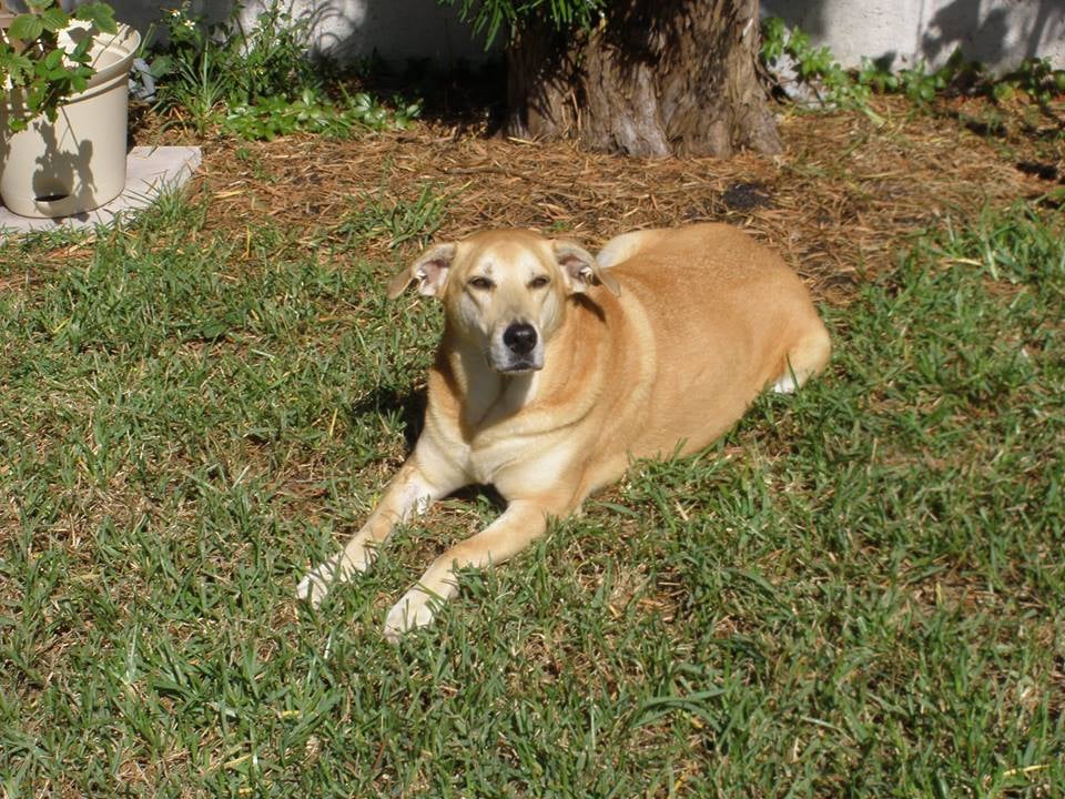 Dandee Pet Sitting